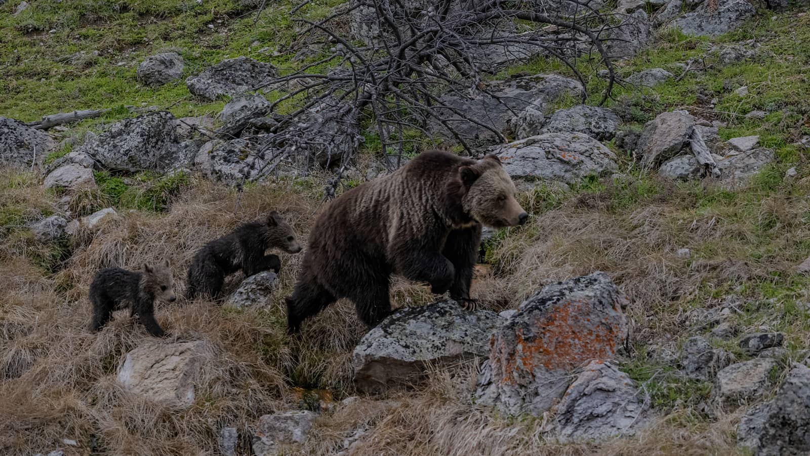 Grizzly bear mother with two cubs walking across rocky terrain in wilderness