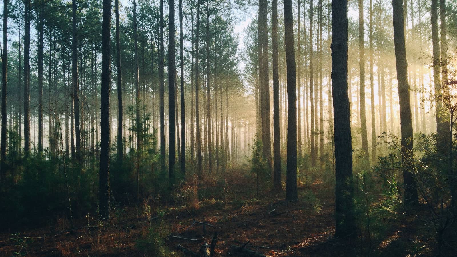 Sunlight streaming through tall pine trees in misty forest with golden morning light